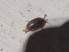 Copelatus chevrolati