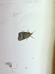 Scopariinae