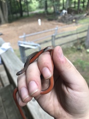 Storeria occipitomaculata