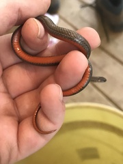 Storeria occipitomaculata