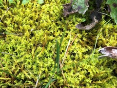 Triquetrella papillata