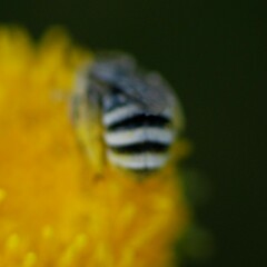 Eumelissodes