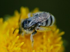 Eumelissodes