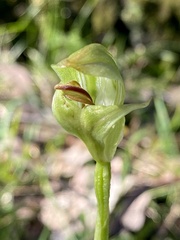 Pterostylis curta