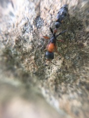 Pseudomyrmex