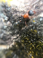 Pseudomyrmex