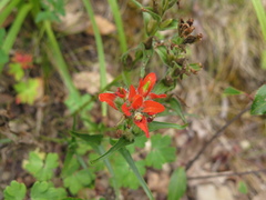 Castilleja scorzonerifolia