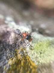 Pseudomyrmex