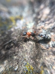 Pseudomyrmex