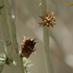 Rhopalomyia utahensis