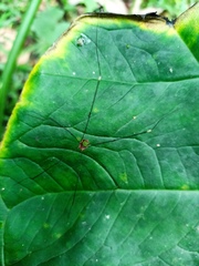 Sclerosomatidae