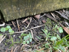 Hydrocotyle sibthorpioides