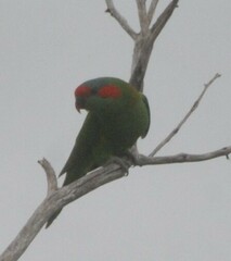 Glossopsitta concinna