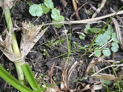 Hydrocotyle sibthorpioides