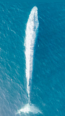 Balaenoptera musculus brevicauda