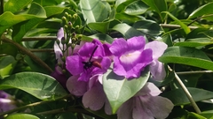 Anterhynchium mellyi