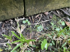 Hydrocotyle sibthorpioides