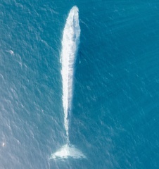 Balaenoptera musculus brevicauda