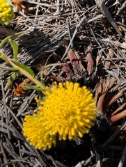 Leucospermum prostratum