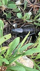 Anabrus simplex