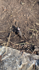 Anabrus simplex