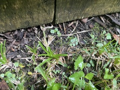 Hydrocotyle sibthorpioides