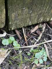 Hydrocotyle sibthorpioides