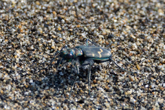 Cicindela oregona