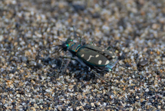Cicindela oregona