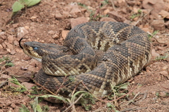 Crotalus molossus oaxacus