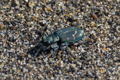 Cicindela oregona