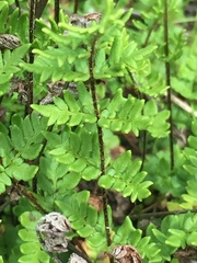 Cheilanthes distans