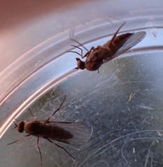 Empidoidea