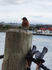 Fringilla coelebs gengleri