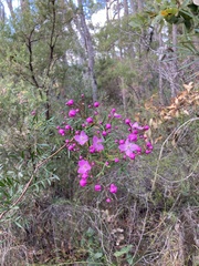 Boronia pinnata