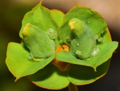 Dasineura capsulae