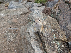 Callospermophilus lateralis