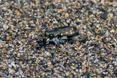 Cicindela oregona