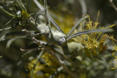 Rhopalomyia chrysothamni