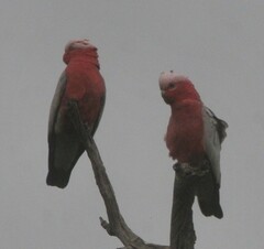 Eolophus roseicapilla