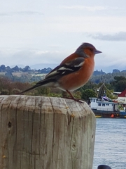 Fringilla coelebs gengleri
