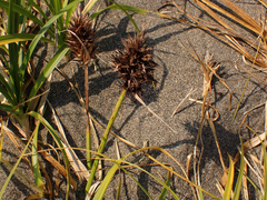 Carex macrocephala