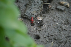 Paraleptuca crassipes