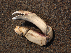 Metacarcinus magister