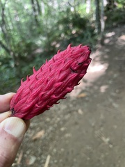 Magnolia