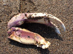 Metacarcinus magister