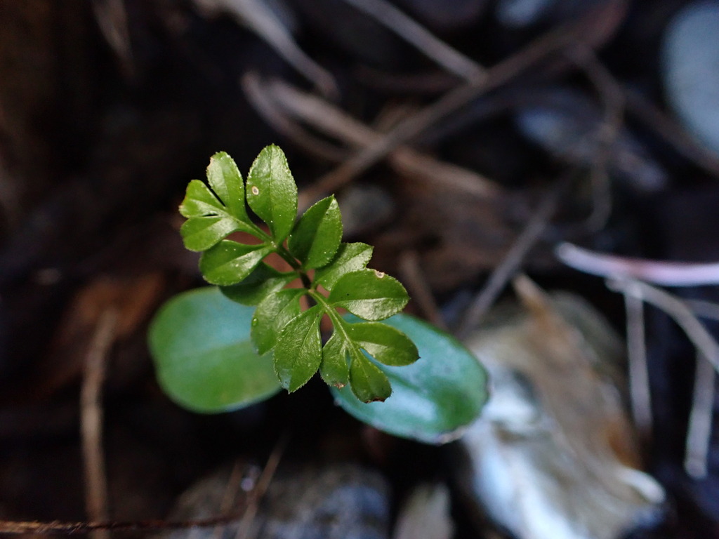 Jasminum polyanthum, Kaikōura, New Zealand