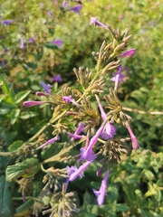 Nepeta sibirica