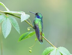 Colibri