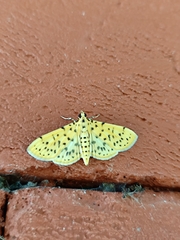 Conogethes